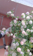 Trifolium tomentosum