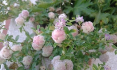 Trifolium tomentosum