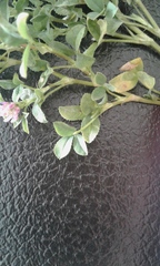 Trifolium tomentosum