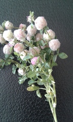 Trifolium tomentosum