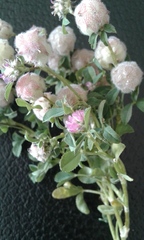 Trifolium tomentosum