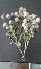 Trifolium tomentosum