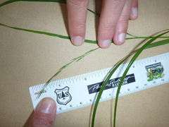 Melica subulata