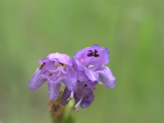 Penstemon deaveri