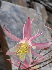 Aquilegia pubescens