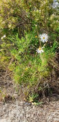 Argyranthemum frutescens