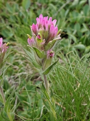 Castilleja lemmonii