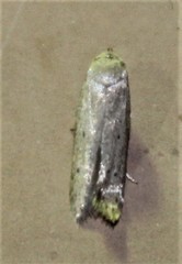 Holcocera chalcofrontella