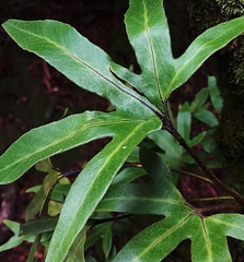 Pyrrosia polydactylos