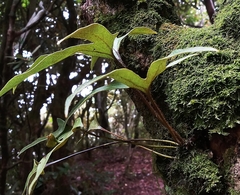 Pyrrosia polydactylos