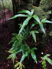 Pyrrosia polydactylos