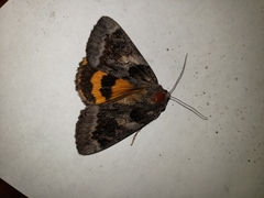 Catocala badia coelebs