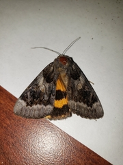 Catocala badia coelebs
