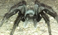 Aphonopelma steindachneri