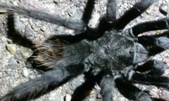 Aphonopelma steindachneri