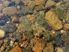 Gloeotrichia echinulata