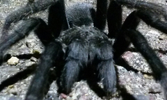 Aphonopelma steindachneri