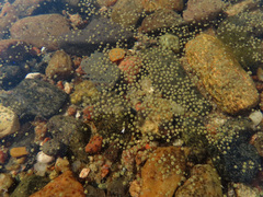 Gloeotrichia echinulata