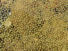 Gloeotrichia echinulata