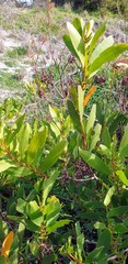 Acacia longifolia sophorae