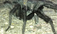 Aphonopelma steindachneri