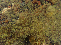 Gloeotrichia echinulata