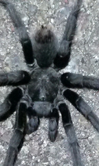 Aphonopelma steindachneri