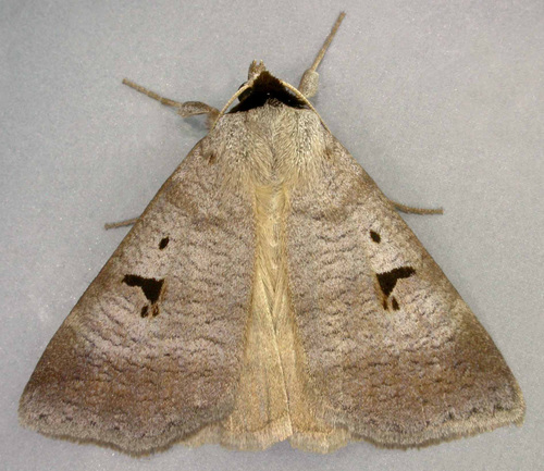 Pilkasis vikinukas nuotrauka