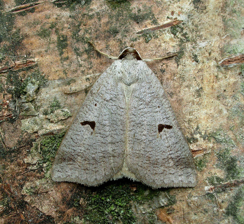 Pilkasis vikinukas nuotrauka