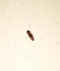 Conoderus vespertinus