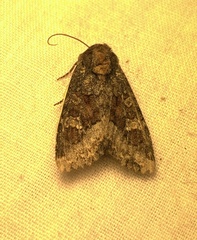 Apamea amputatrix