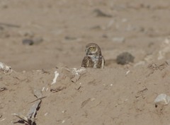 Athene cunicularia
