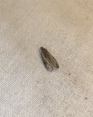 Olethreutes quadrifidum