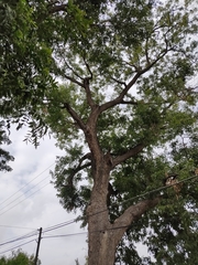 Juglans mexicana