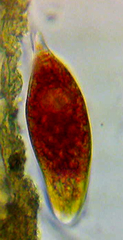 Euglena sanguinea