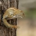 Striped Bush Squirrel - Photo (c) markus lilje, some rights reserved (CC BY-NC-ND), uploaded by markus lilje