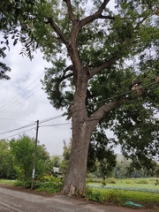 Juglans mexicana