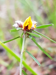 Pultenaea rosmarinifolia