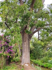 Juglans mexicana
