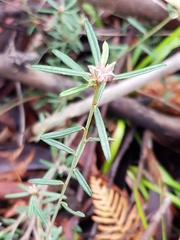 Pultenaea rosmarinifolia
