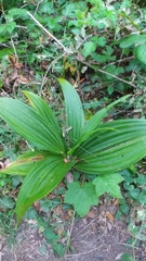 Veratrum fimbriatum