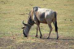 Connochaetes taurinus albojubatus