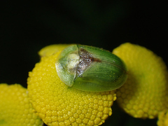 Cassida sanguinosa