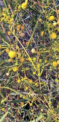 Acacia ligulata