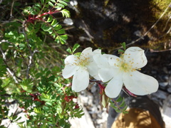 Rosa morrisonensis