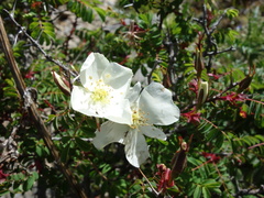 Rosa morrisonensis