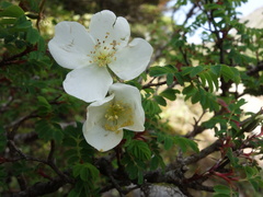 Rosa morrisonensis