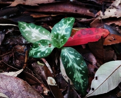 Goodyera daibuzanensis