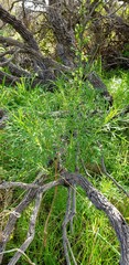 Argyranthemum frutescens
