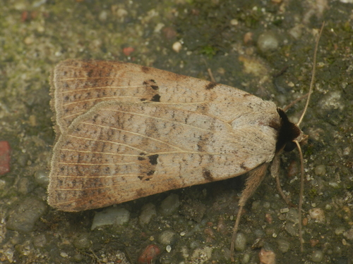 Ophiuse de la Vesce (L')